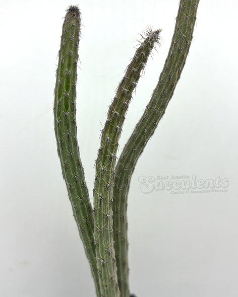 Peniocereus striatus