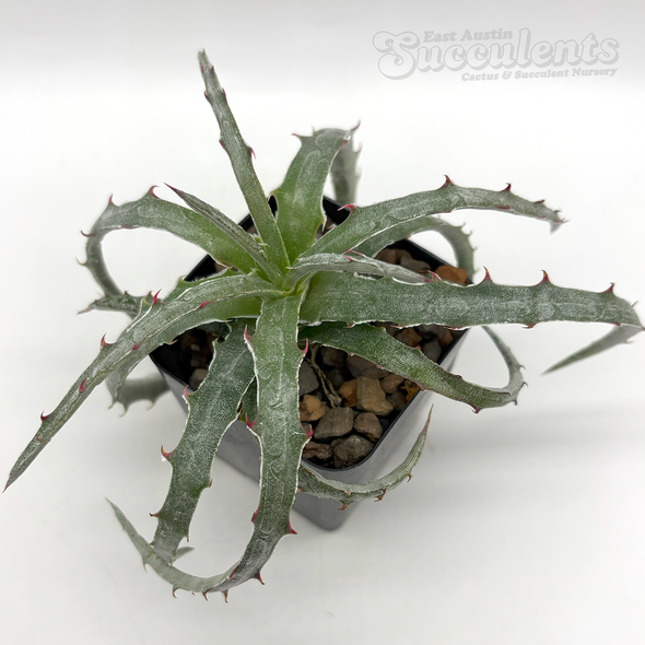 Hechtia rosea for sale at East Austin Succulents