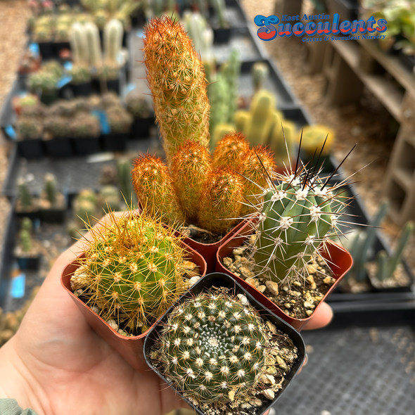 Cactus 4 Pack
