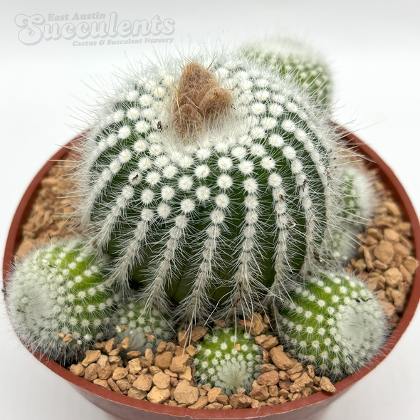 Notocactus scopa