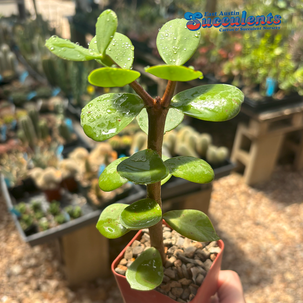Portulacaria afra 'Mammoth'