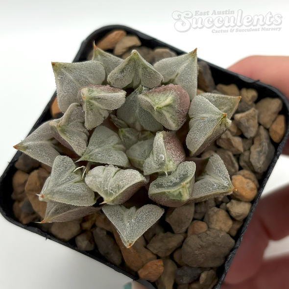 Copiapoa hybrid pack