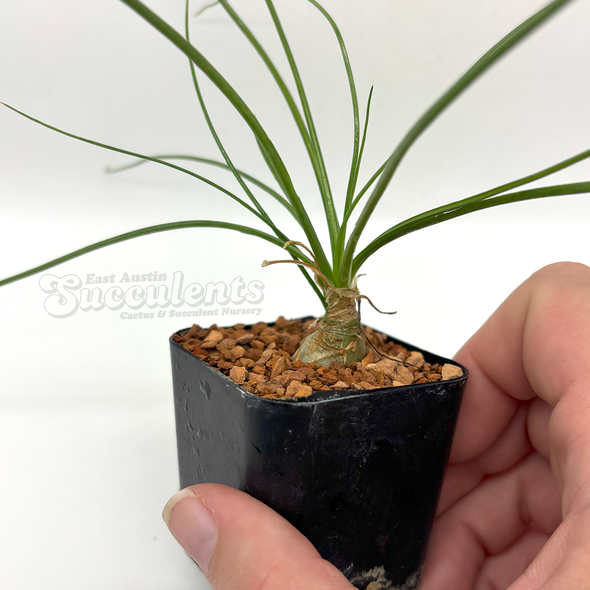 Albuca 'augrabies hills'