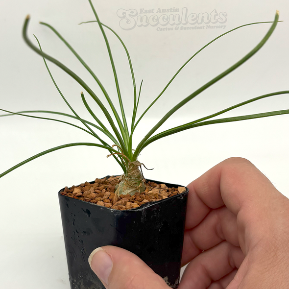Albuca 'augrabies hills'