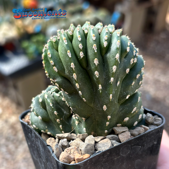 Lemaireocereus marginatus crested 'Mexican Fence Post'
