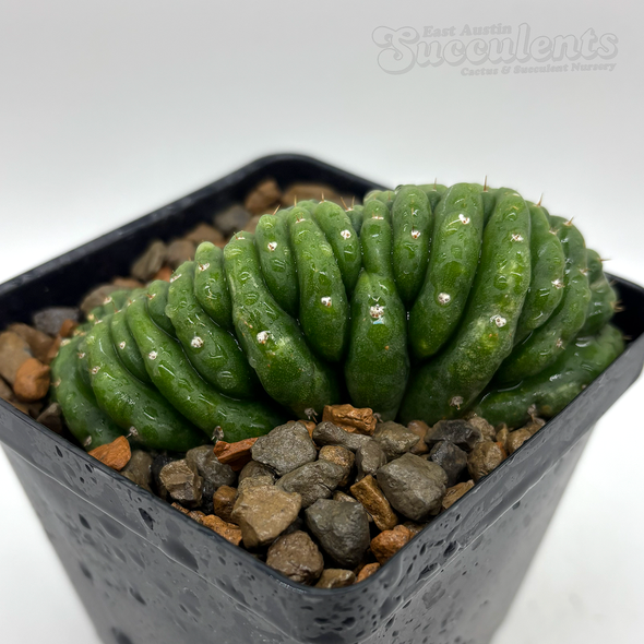 Trichocereus pachanoi crested