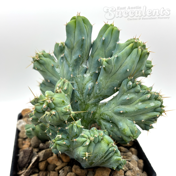 Myrtillocactus geometrizans 'Gumby' for sale at East Austin Succulents