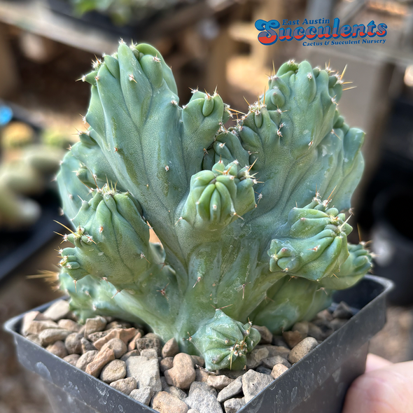 Myrtillocactus geometrizans 'Gumby' for sale at East Austin Succulents