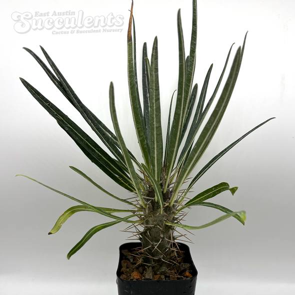 Plants - Caudiciform - Pachypodium - East Austin Succulents