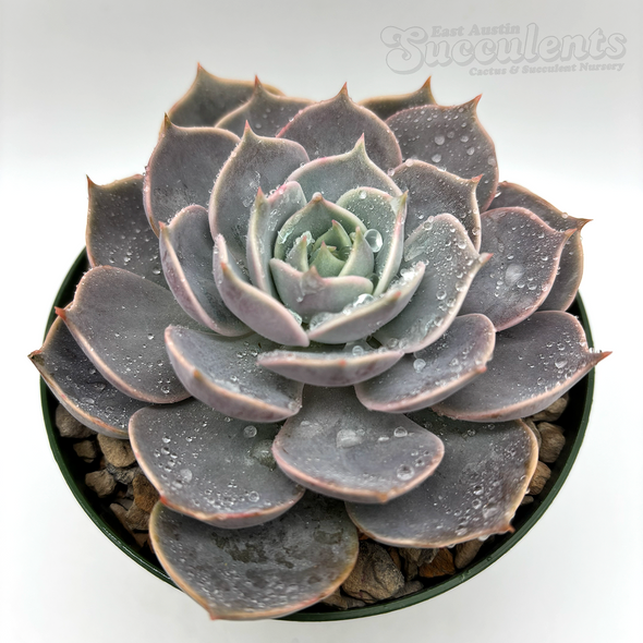 Plants - Succulents - Echeveria - Page 1 - East Austin Succulents
