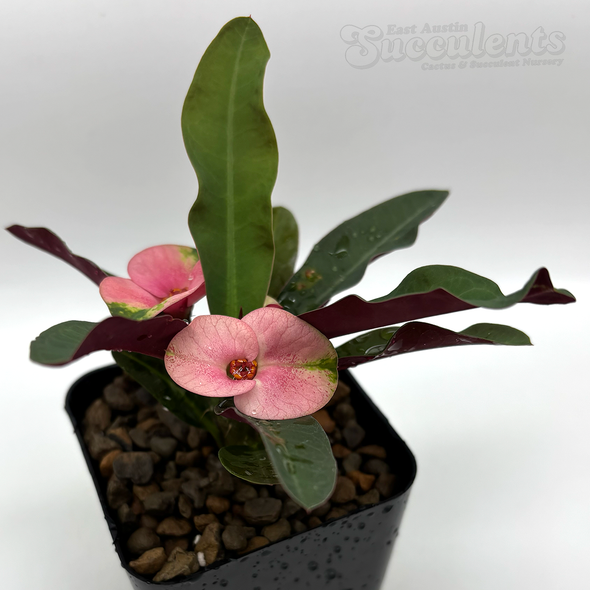 Euphorbia milii 'Purple leaf' for sale at East Austin Succulents