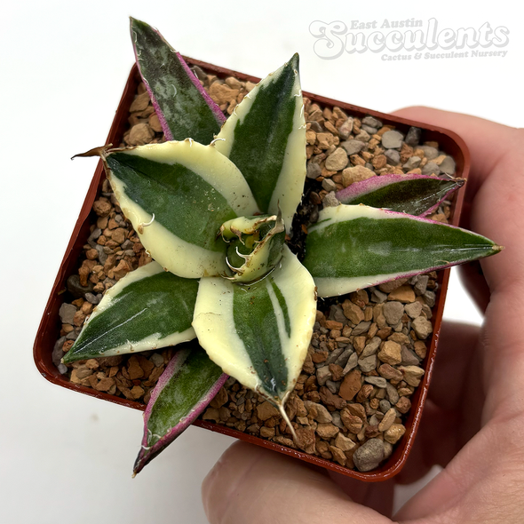 Agave titanota 'White Ice'