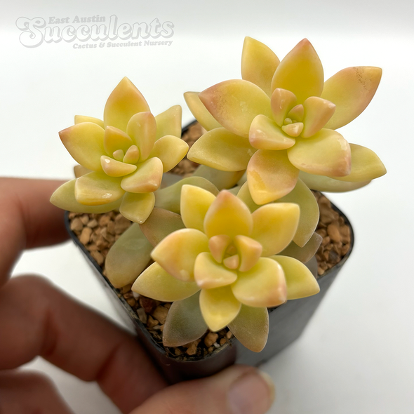Graptopetalum jester for sale at East Austin Succulents