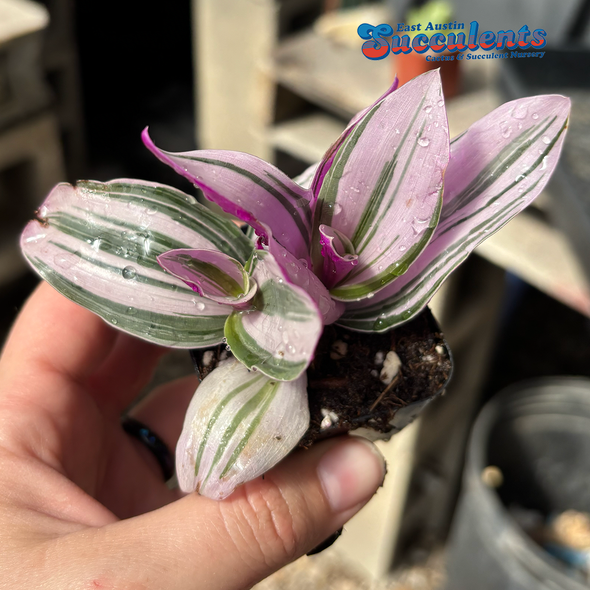 Tradescantia 'Nanouk' for sale at East Austin Succulents