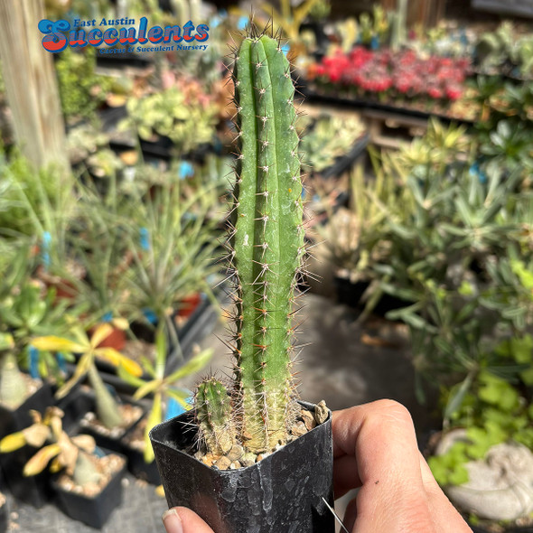 Trichocereus bridgesii bertha x brad