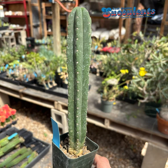 Trichocereus scopulicola x colossus