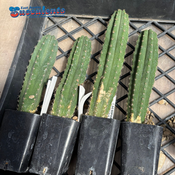 Trichocereus scopulicola 'Dr. G' x peruvianus 'Big Blue'