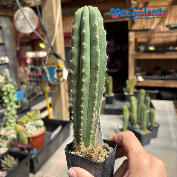 Trichocereus scopulicola 'Dr. G' x peruvianus 'Big Blue'