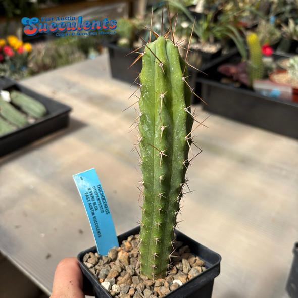 Trichocereus uyupampensis x peruvianus blue