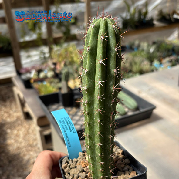 Trichocereus uyupampensis x peruvianus blue