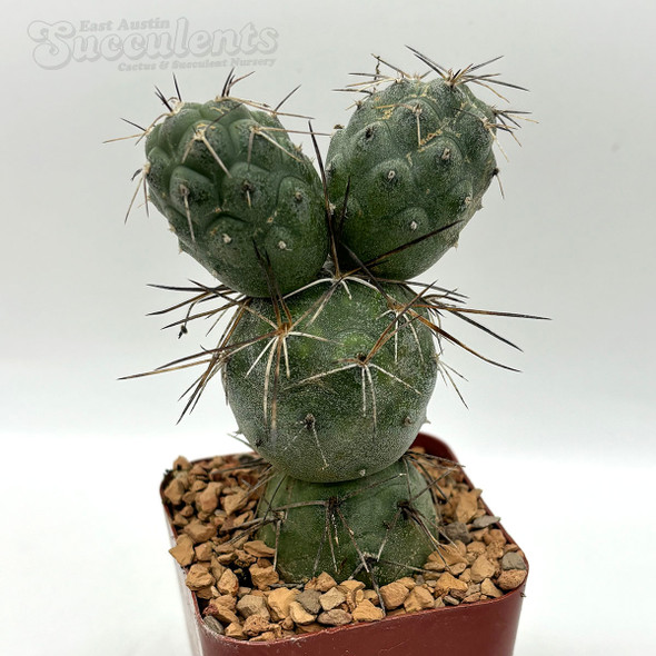 Tephrocactus alexanderi for sale at East Austin Succulent