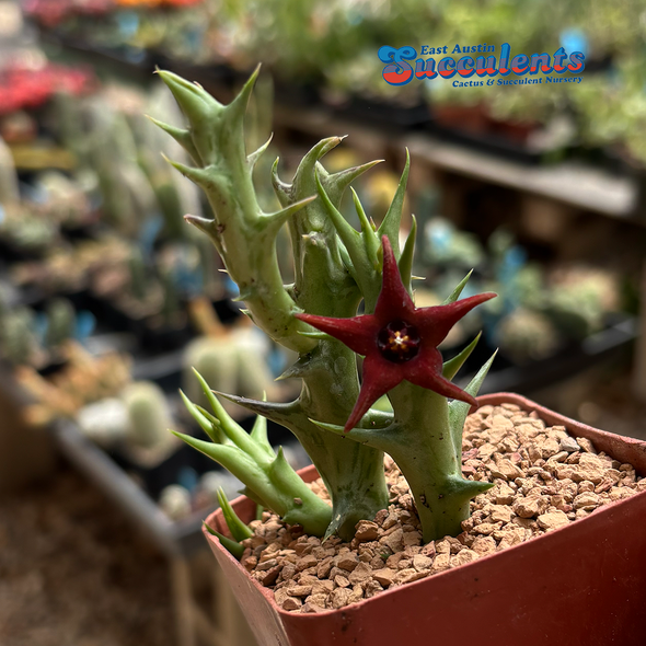 Orbea commutata x semitubiflora
