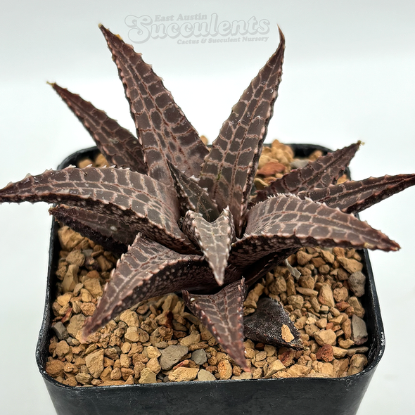 Haworthia tessellata hybrid