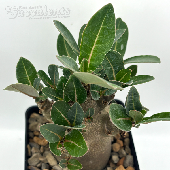 Adenium Thai socotranum "Black Skin" for sale at East Austin Succulents