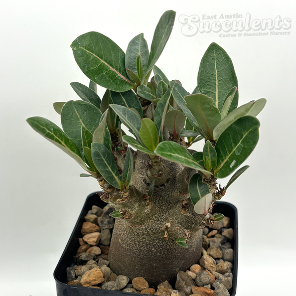 Adenium Thai socotranum "Black Skin" for sale at East Austin Succulents