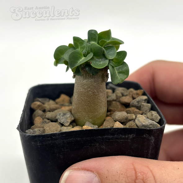 Adenium Thai Socotranum "Dorset Horn"  for sale at East Austin Succulents