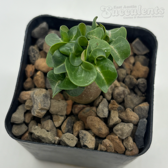Adenium Thai Socotranum "Dorset Horn"  for sale at East Austin Succulents