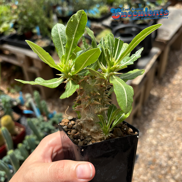 Plants - Caudiciform - Page 1 - East Austin Succulents