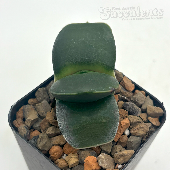 Gasteria armstrongii hybrid
