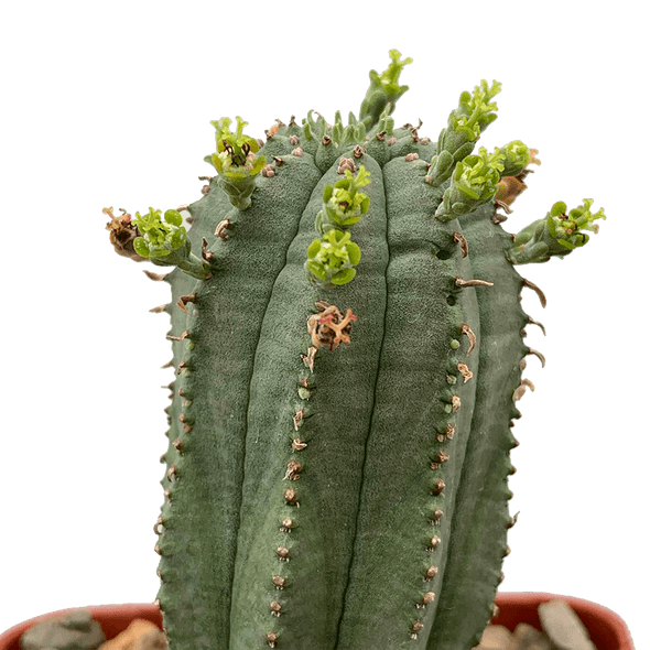 Euphorbia obesa hybrid