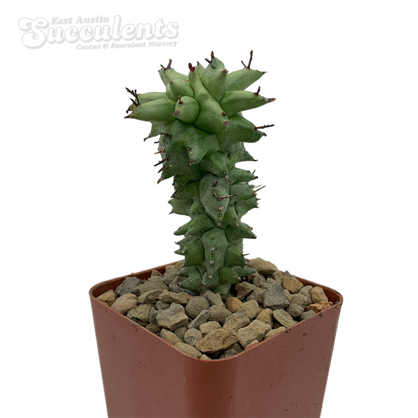 Euphorbia horrida monstrose