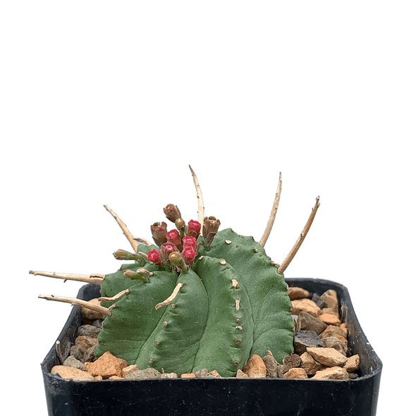Euphorbia pillansii