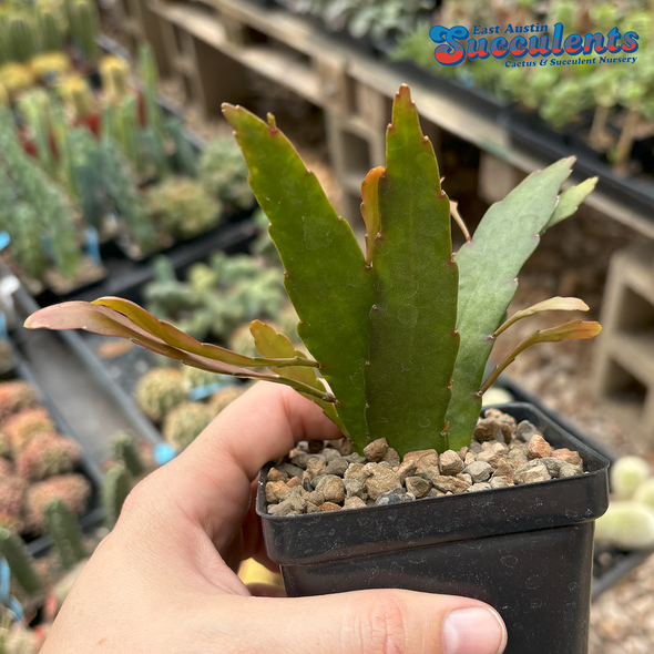 Pseudorhipsalis ramulosa