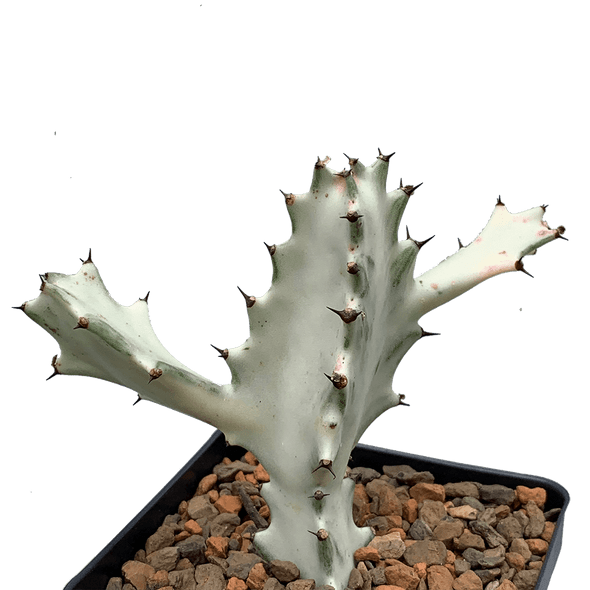 Euphorbia lactea 'White Ghost'