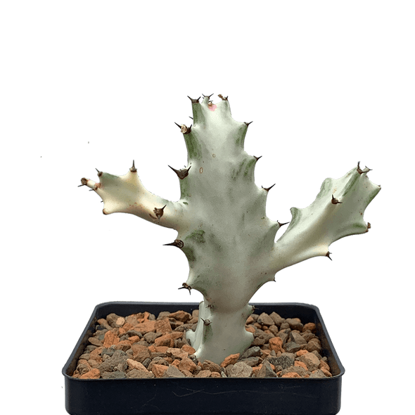 Euphorbia lactea 'White Ghost'