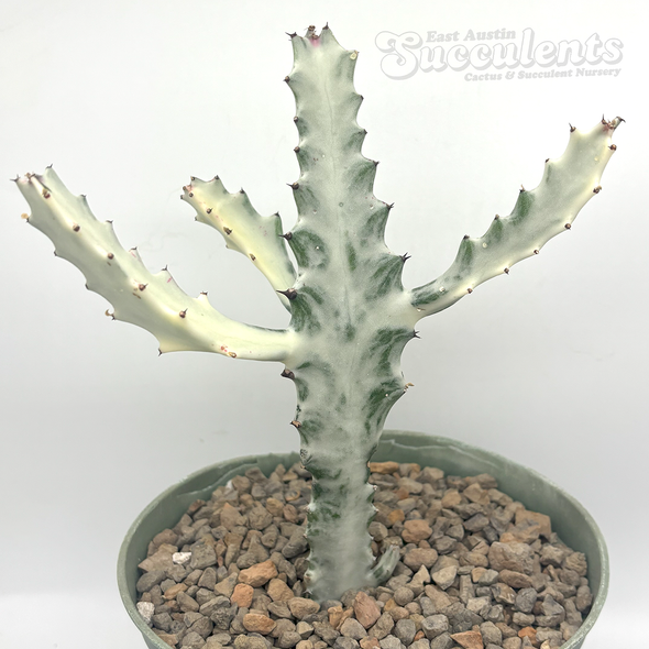 Euphorbia lactea 'White Ghost'