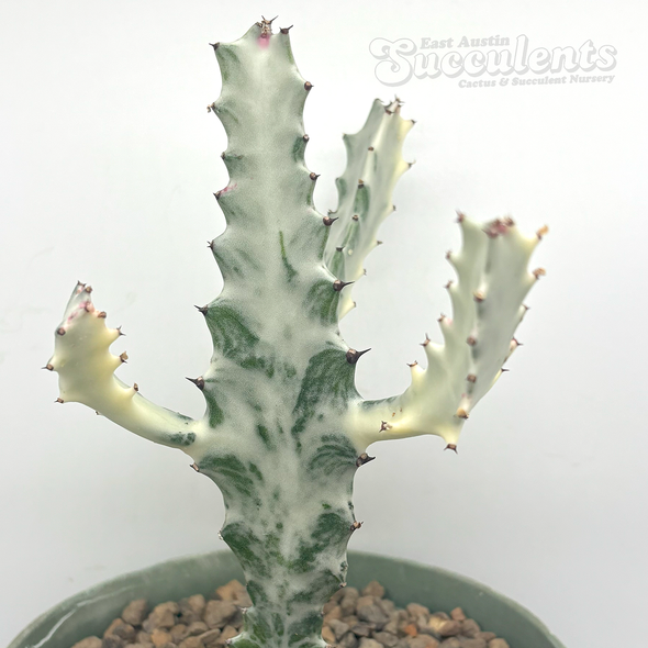 Euphorbia lactea 'White Ghost'