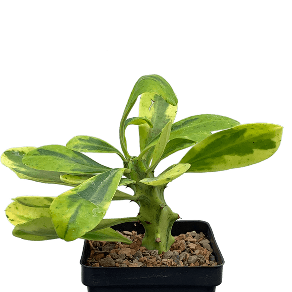 Euphorbia neriifolia variegata