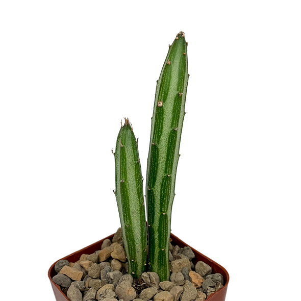 Senecio stapeliiformis