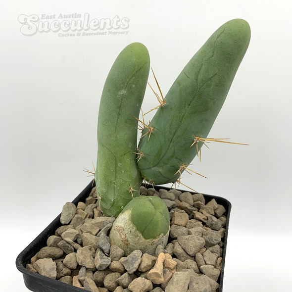 Trichocereus bridgesii monstrose 'Penis Cactus'