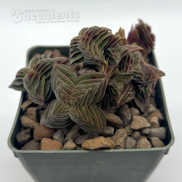 Crassula picturata 'Tiger Jade'