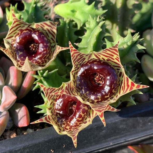 Huernia zebrina 'Lifesaver Plant' blooms