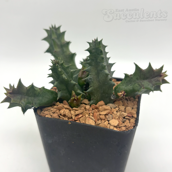 Huernia zebrina 'Lifesaver Plant'