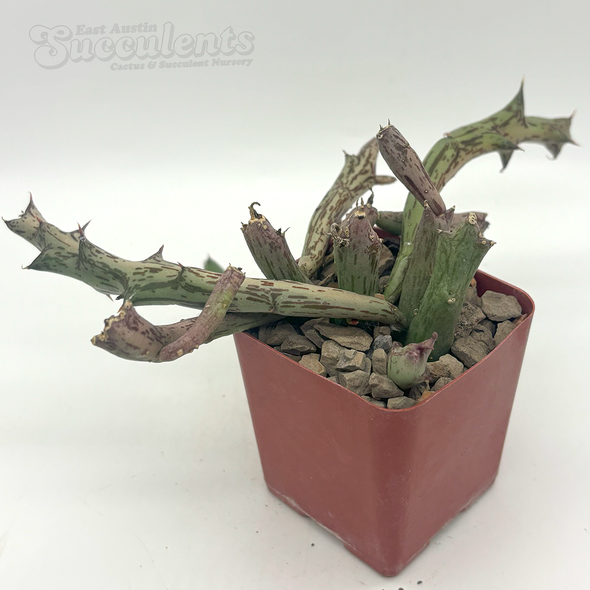 Orbea schweinfurthii