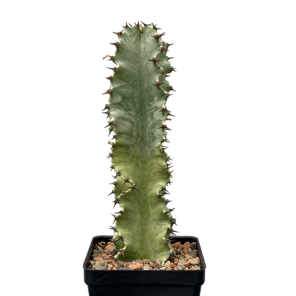 Euphorbia ammak variegata  East Austin Succulents