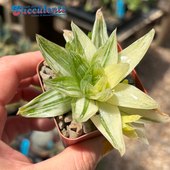 Haworthia cuspidata variegata